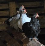 Cochin kippen/haantjes, Dieren en Toebehoren, Pluimvee, Meerdere dieren, Kip