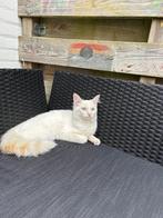 Vermist Kat in de omgeving Maastricht, Dieren en Toebehoren, Katten en Kittens | Overige Katten, Kater, Langharig, 0 tot 2 jaar