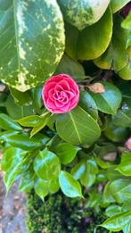 Twee Japanse Roos/Camellia struiken, Tuin en Terras, Ophalen