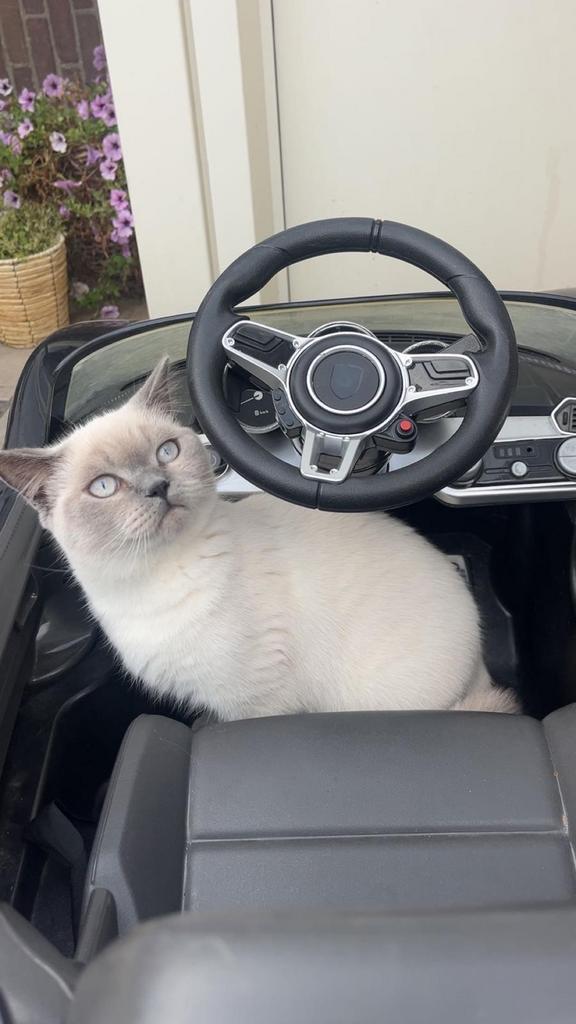 Britse korthaar blue point, Dieren en Toebehoren, Katten en Kittens | Raskatten | Korthaar, Kater, 0 tot 2 jaar, Ontwormd, Ingeënt