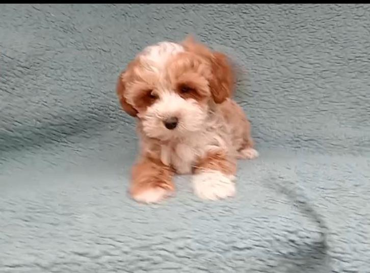 Prachtige poedelkruising cockapoo, Dieren en Toebehoren, Honden | Chihuahua's en Gezelschapshonden, Meerdere dieren, Overige rassen