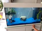 Juwel 125 met oase pomp, Ophalen of Verzenden, Gevuld zoetwateraquarium
