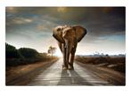 Glasschilderij Olifant Savannah 120x80, Huis en Inrichting, Woonaccessoires | Schilderijen, Tekeningen en Foto's, Schilderij, Zo goed als nieuw