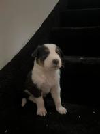 Raszuivere Australian shepherd pups, Dieren en Toebehoren, Honden | Herdershonden en Veedrijvers, 8 tot 15 weken, CDV (hondenziekte)