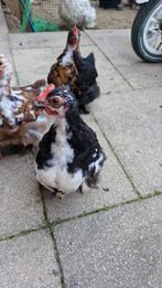 Hanen - 3 Cochin Krielhaantjes  – 10 Weken Oud, Dieren en Toebehoren, Mannelijk, Kip