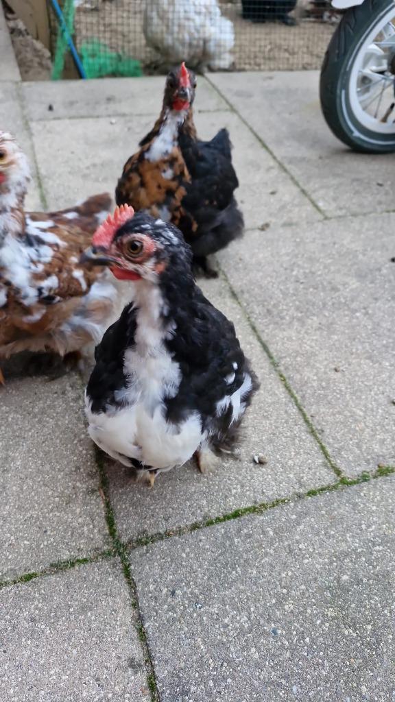 Hanen - 3 Cochin Krielhaantjes  – 10 Weken Oud, Dieren en Toebehoren, Pluimvee, Kip, Mannelijk