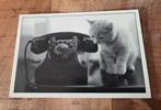 Kitten zit naast telefoon, Verzenden, 1980 tot heden, Ongelopen, Hond of Kat