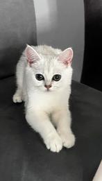 Britskorthaar kitten, Dieren en Toebehoren, Katten en Kittens | Raskatten | Korthaar, Poes