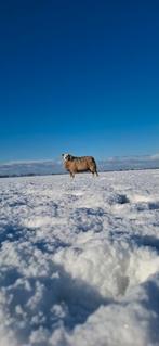 14 swifter  engels texelaar ooitjes te koop, Mannelijk, Schaap