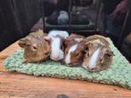 Cavia's, September, Meerdere dieren, Cavia
