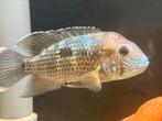 Green terror, Dieren en Toebehoren, Vissen | Aquariumvissen, Vis