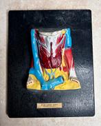 Antiek Anatomisch Model Schildklier - Sovjet Unie 1950, Antiek en Kunst, Ophalen of Verzenden