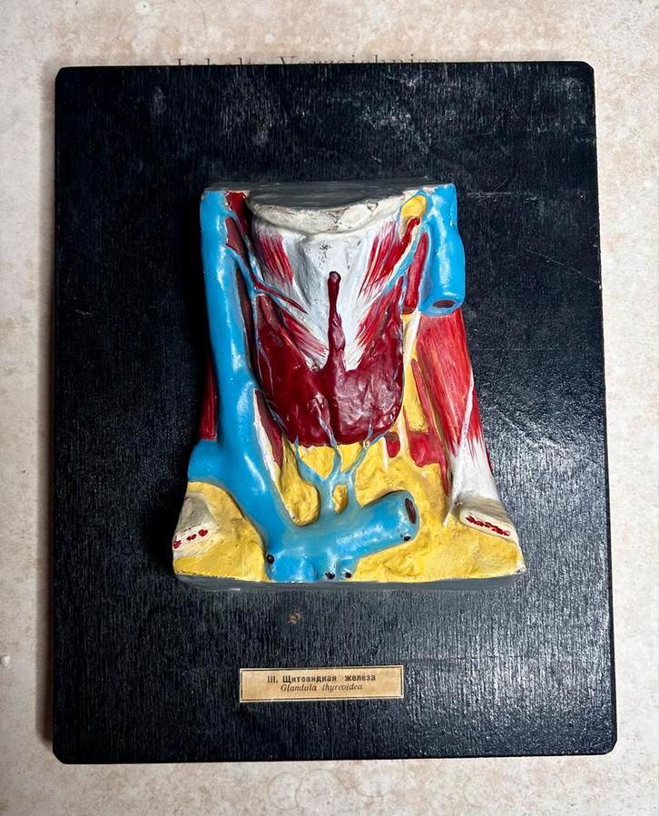 Antiek Anatomisch Model Schildklier - Sovjet Unie 1950, Antiek en Kunst, Curiosa en Brocante, Ophalen of Verzenden