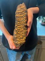 Mammoet Kies - Uniek Kunstobject!, Ophalen of Verzenden, Fossiel