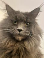 Dekkater maine coon volledig getest met stammboom, Kater, Met stamboom, 3 tot 5 jaar