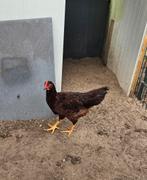 Red island Hanen te koop, Dieren en Toebehoren, Pluimvee, Mannelijk, Kip
