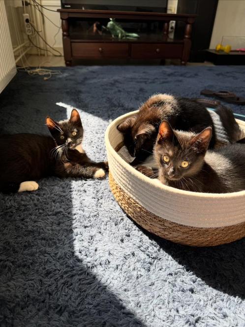 3 super leuke en speelse kittens!, Dieren en Toebehoren, Katten en Kittens | Raskatten | Korthaar, Meerdere dieren, 0 tot 2 jaar