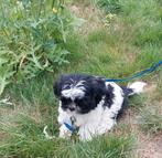 Maltipoo pup reu, Dieren en Toebehoren, Honden | Chihuahua's en Gezelschapshonden, CDV (hondenziekte), 8 tot 15 weken, Eén hond