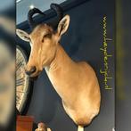 Afrikaanse antilope,wild dier, opgezet beest,taxidermie mooi, Verzamelen, Dierenverzamelingen, Ophalen, Gebruikt, Wild dier, Opgezet dier