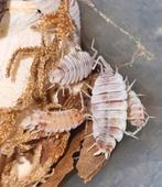 Porcellionides pruinosus "orange koi" isopods pissebedden, Overige soorten