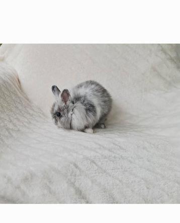 ❤️🎁 PRACHTIG MOOI LIEF HANDTAM DWERGKONIJNTJE VOEDSTERTJE  beschikbaar voor biedingen