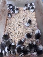 Vtm veeltepelmuizen, Dieren en Toebehoren, Knaagdieren, September, Meerdere dieren