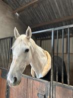 Ontzettend lieve merrie te koop!, Dieren en Toebehoren, Paarden, Merrie, 160 tot 165 cm, Recreatiepaard, 11 jaar of ouder