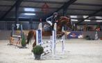 E pony met veel springvermogen!, Dieren en Toebehoren, Pony's, E pony (1.48m - 1.57m), Met stamboom, Ruin, Springpony