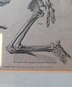 Antieke prent Edward Royce anatomie skelet, Antiek en Kunst, Ophalen of Verzenden