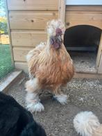 Zijdehoen haantje te koop, Dieren en Toebehoren, Mannelijk, Kip