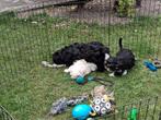 Te koop mooie speelse boomer pups, Dieren en Toebehoren, CDV (hondenziekte), 8 tot 15 weken, Meerdere, Nederland