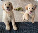 Golden retriever pups, Rabiës (hondsdolheid), Particulier, Meerdere, 8 tot 15 weken