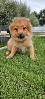 Tekoop mooie dwergkees pup, Nederland, Keeshond, CDV (hondenziekte), 8 tot 15 weken