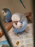 ENGELSE GRASPARKIETEN, Dieren en Toebehoren, Vogels | Parkieten en Papegaaien, Meerdere dieren, Parkiet, Geringd