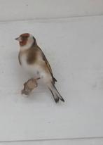 Majoorputter, Dieren en Toebehoren, Vogels | Overige Vogels, Mannelijk, Wildzangvogel, Geringd