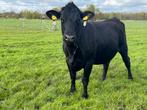 Drachtige black angus, Vrouwelijk, 0 tot 2 jaar