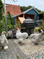 Cochin kriel kippen, Dieren en Toebehoren, Pluimvee, Meerdere dieren, Kip