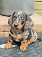 Korthaar kaninchen / dwergteckel pupjes!, Dieren en Toebehoren, Honden | Teckels en Dashonden, Rabiës (hondsdolheid), 8 tot 15 weken