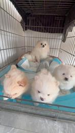 3 pomeriaan reutjes, Dieren en Toebehoren, Honden | Niet-rashonden, Reu, 8 tot 15 weken, Meerdere, Klein