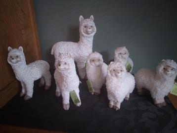 Hele kudde groep Lama's/Alpaca's beschikbaar voor biedingen