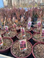 Japanse Esdoorn Acer palmatum 'Atropurpureum', Tuin en Terras, Bloeit niet, Halfschaduw, Overige soorten, Minder dan 100 cm