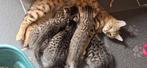 LIEVE Sociale BENGAAL mix kittens, Meerdere dieren, Ontwormd, 0 tot 2 jaar