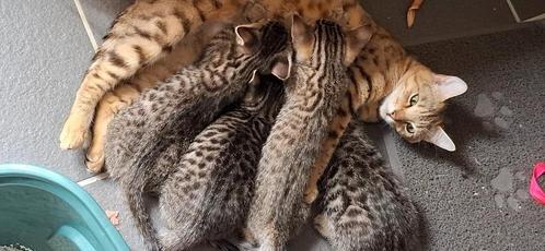 LIEVE Sociale BENGAAL mix kittens, Dieren en Toebehoren, Katten en Kittens | Raskatten | Korthaar, Meerdere dieren, 0 tot 2 jaar