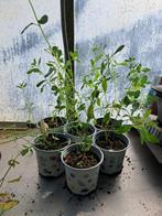 Salvia microphylla Nachtvlinder, Overige soorten, Volle zon, Vaste plant, Ophalen of Verzenden