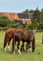 Stalling in Borgercompagnie, Dieren en Toebehoren, Stalling en Weidegang, Stalling