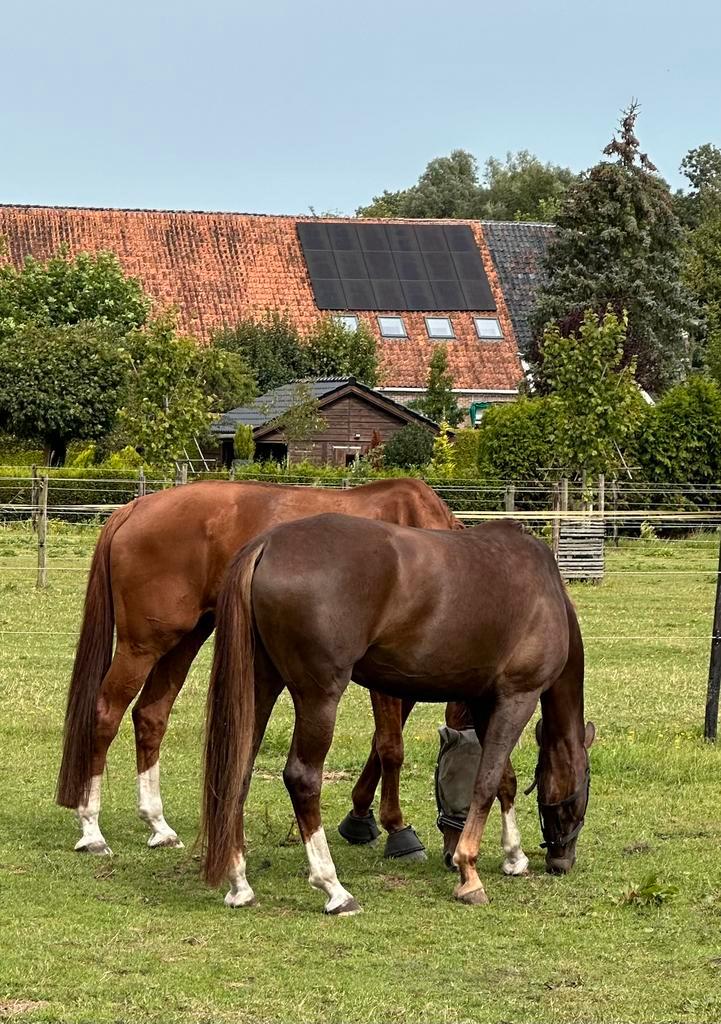 Stalling in Borgercompagnie, Dieren en Toebehoren, Stalling en Weidegang, Stalling