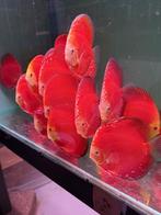 Discus topkwaliteit discusvissen, Dieren en Toebehoren, Vis