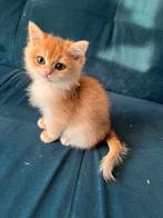Britse korthaar kittens te koop, Dieren en Toebehoren, Meerdere dieren, Ontwormd, 0 tot 2 jaar