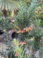 grevillea scarlet sprite x alpina kuipplant exotische plant, Ophalen of Verzenden, Overige soorten, Volle zon