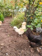 Padua kuifhoen krulhaan, Dieren en Toebehoren, Pluimvee, Mannelijk, Kip